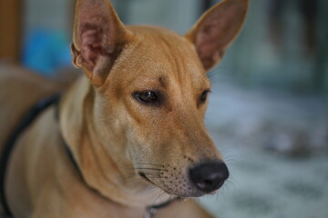 A dog sitting together in their home
