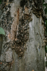 Close-up of a tree trunk with rough, textured bark, showcasing natural details and earthy tones