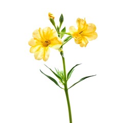 Wallflower Flower isolated on white background.close up.