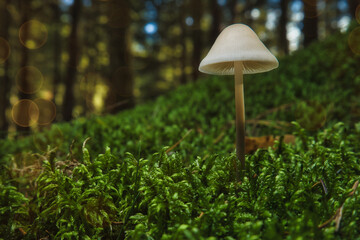 Moody - Pilz - Leuchten - Moos - Glühen - Weiß - Natur - Landschaft - Konzept - Close Up - Makro - Macro - Magisch - Mystisch - Hintergrund - Herbst - Wald - Helmlinge - Mushroom - Nature