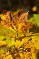 autumn maple leaf fall in forest park in sunny sunlight day 