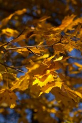 autumn maple leaf fall in forest park in sunny sunlight day 