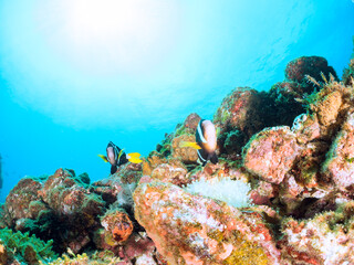 美しいイソギンチャク畑の可愛いクマノミ（クマノミ亜科）のペア他。
英名、学名：Yellowtail clownfish (Amphiprion clarkii)
静岡県伊豆半島賀茂郡南伊豆町中木ヒリゾ浜-2024年
