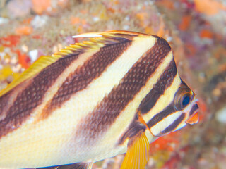 美しいタカノハダイ（タカノハダイ科）他。
英名、学名：Flag Fish (Cheilodactylus zonatus)
静岡県伊豆半島南伊豆町中木ヒリゾ浜-2024年
