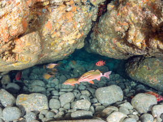 ゴマヒレキントキ（キントキダイ科）ナミマツカサ（イットウダイ科）ミナミハタンポ（ハタンポ科）チョウチョウウオ（チョウチョウウオ科）他
英名学名:
Glasseye,Heteropriacanthus cruentatus
Bigscale soldierfish,Myripristis kochiensis
Black-Stripe Sweeper,Pempheris schwenkii
ヒリゾ浜