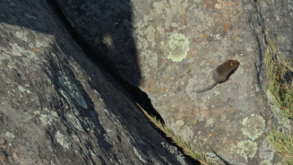 Fluffy Mouse Running Quickly Over a Rock in Nature