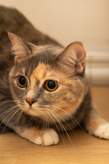 Close-up of a tri-colored cat lying on the floor