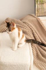 Tricolor cat sitting on white sofa