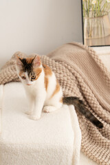Tricolor cat sitting on white sofa
