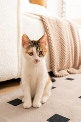 Three-colored cat sitting on a blanket with a diamond pattern