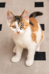 Three-colored cat sitting on a diamond-shaped rug
