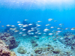 キビナゴの大群を襲う迫力あるカンパチ（アジ科）の群れ。
英名、学名：Greater Amberjack (Seriola dumerili)
Silver-Stripe Round Herrings (Spratelloides gracilis)
静岡県伊豆半島賀茂郡南伊豆町中木ヒリゾ浜-2024年
