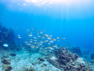キビナゴの大群を襲う迫力あるカンパチ（アジ科）の群れ。
英名、学名：Greater Amberjack (Seriola dumerili)
Silver-Stripe Round Herrings (Spratelloides gracilis)
静岡県伊豆半島賀茂郡南伊豆町中木ヒリゾ浜-2024年
