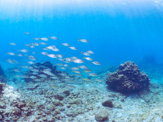 キビナゴの大群を襲う迫力あるカンパチ（アジ科）の群れ。
英名、学名：Greater Amberjack (Seriola dumerili)
Silver-Stripe Round Herrings (Spratelloides gracilis)
静岡県伊豆半島賀茂郡南伊豆町中木ヒリゾ浜-2024年
