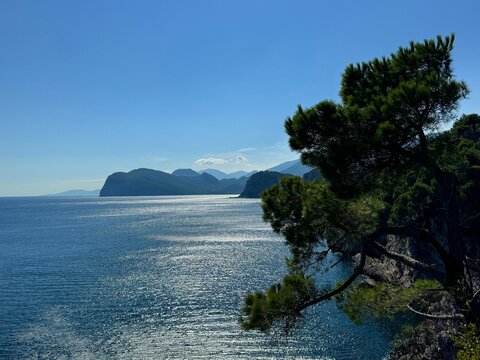 Blue sea, clear sky, pine tree on the rock.