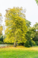 Fototapeta premium Autumn time in a Park UK