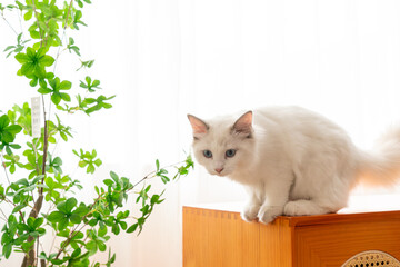 a white Cat crouching on the counter