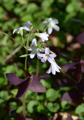 オキザリス・トリアングラリス