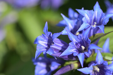 Mountain flower of a willow gentian (Gentiana asclepiadea) close up.