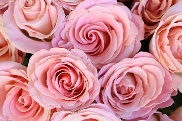 A Beautiful Ensemble of Pink Roses Assembly for Gorgeous Floral Decoration and Aesthetics