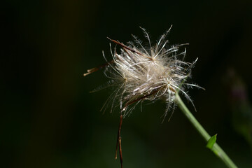 タムラソウの種