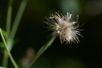 タムラソウの種