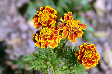 マリーゴールド