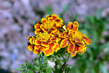 マリーゴールド