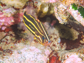 水中洞窟にいる毒を持つ美しいヌノサラシ（ハタ科）の幼魚。
英名、学名：Goldenstriped soapfish (Grammistes sexlineatus)
静岡県伊豆半島賀茂郡南伊豆町中木ヒリゾ浜-2024年
