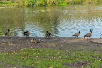 Lake in a Park UK, during Autumn
