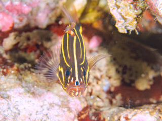 水中洞窟にいる毒を持つ美しいヌノサラシ（ハタ科）の幼魚。
英名、学名：Goldenstriped soapfish (Grammistes sexlineatus)
静岡県伊豆半島賀茂郡南伊豆町中木ヒリゾ浜-2024年
