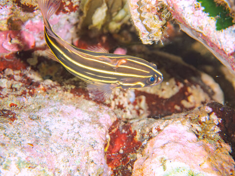 水中洞窟にいる毒を持つ美しいヌノサラシ（ハタ科）の幼魚。
英名、学名：Goldenstriped soapfish (Grammistes sexlineatus)
静岡県伊豆半島賀茂郡南伊豆町中木ヒリゾ浜-2024年
