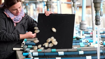 Woman shows juvenile abalone Haliotis midae growing in sea water tank on aquafarm, South African commercial aquaculture