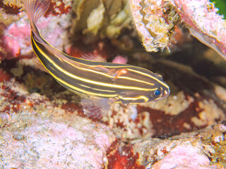 水中洞窟にいる毒を持つ美しいヌノサラシ（ハタ科）の幼魚。
英名、学名：Goldenstriped soapfish (Grammistes sexlineatus)
静岡県伊豆半島賀茂郡南伊豆町中木ヒリゾ浜-2024年

