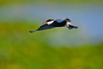 Weißbart-Seeschwalbe // Whiskered tern (Chlidonias hybrida) - Skutarisee, Motenegro