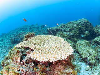 テーブルサンゴのフタスジリュウキュウスズメダイ、ミツボシクロスズメダイ（スズメダイ科）ヤリカタギ（チョウチョウウオ科）幼魚
英名学名：Reticulated Dascyllus,Dascyllus reticulatus
Chevron Butterflyfish,Chaetodon trifascialis
Threespot dascyllus,Dascyllus trimaculatus
