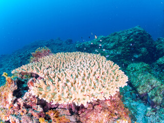 テーブルサンゴのフタスジリュウキュウスズメダイ、ミツボシクロスズメダイ（スズメダイ科）ヤリカタギ（チョウチョウウオ科）幼魚
英名学名：Reticulated Dascyllus,Dascyllus reticulatus
Chevron Butterflyfish,Chaetodon trifascialis
Threespot dascyllus,Dascyllus trimaculatus
