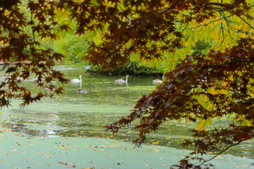 Autumn in a Park in the UK around a Lake with Swans