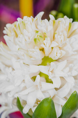 This image showcases a beautifully detailed close up of a delicate white flower accompanied by lush green leaves surrounding it