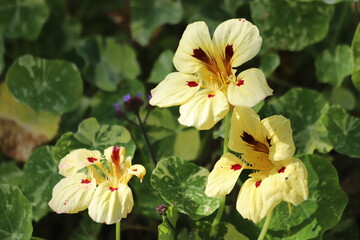 Tropaeolum majus. Red and yellow nasturtium flowers in garden.