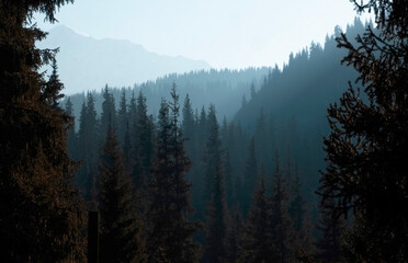 Dark spruce forest in the haze in the mountains at sunset