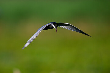 Weißbart-Seeschwalbe // Whiskered tern (Chlidonias hybrida) - Skutarisee, Motenegro