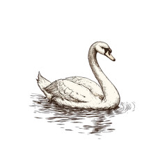 Fototapeta premium Hand Drawn Swan Illustration.