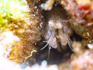 透明で美しいフトユビシャコ（フトユビシャコ科）の幼体。
英名、学名：Mantis shrimp, Gonodactylus chiragra
静岡県伊豆半島賀茂郡南伊豆町中木ヒリゾ浜-2024年
