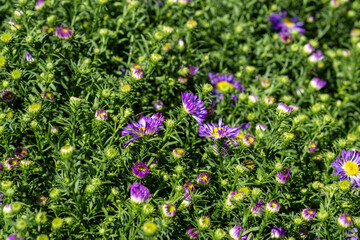 A stunning and expansive field filled with vibrant purple daisies, each showcasing bright yellow centers, creating a breathtaking scene