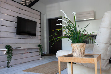 Stylish modern interior of apartment with sofa, TV and green plants, eco friendly apartment with wooden floor and furniture. Minimalistic interior. Neutral colors. Selective focus.