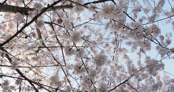 Blossom tree in spring time