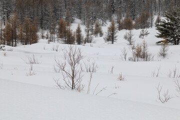 winter landscape with snow; mountains and pine forest in the background; snowy weather and clouds