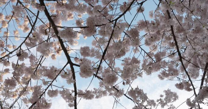 Blossom tree in spring time