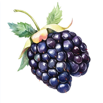 watercolor blackberry with green leaves clip art preview